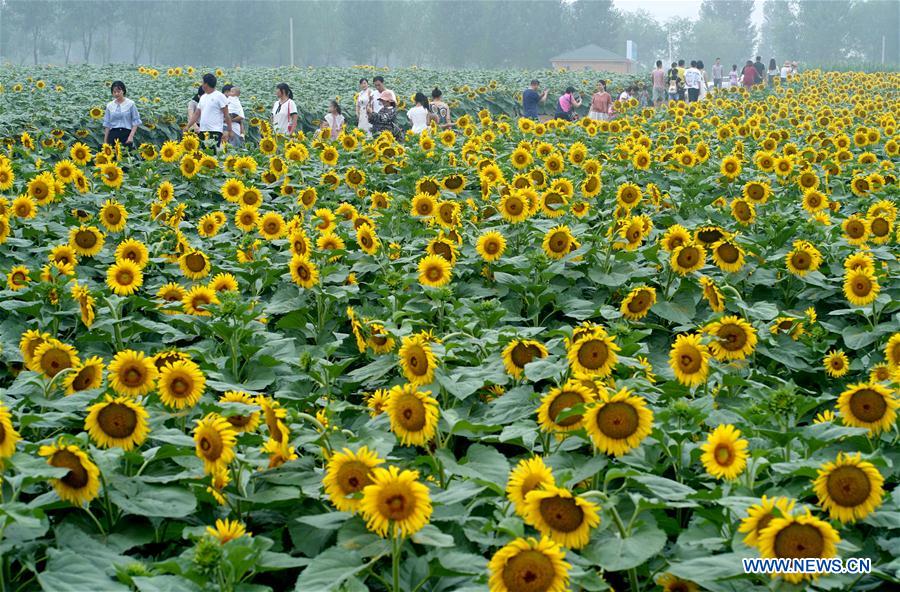 CHINA-HEBEI-SHAHE-SUNFLOWERS (CN)