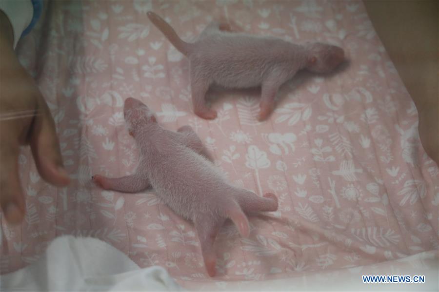 BELGIUM-BRUGELETTE-PANDA CUBS-BIRTH