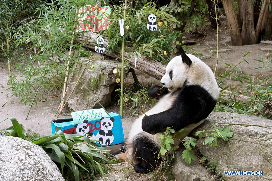 AUSTRIA-VIENNA-GIANT PANDA YUAN YUAN-BIRTHDAY