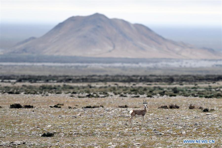 CHINA-GANSU-AKSAY-WILD ANIMAL PROTECTION (CN)