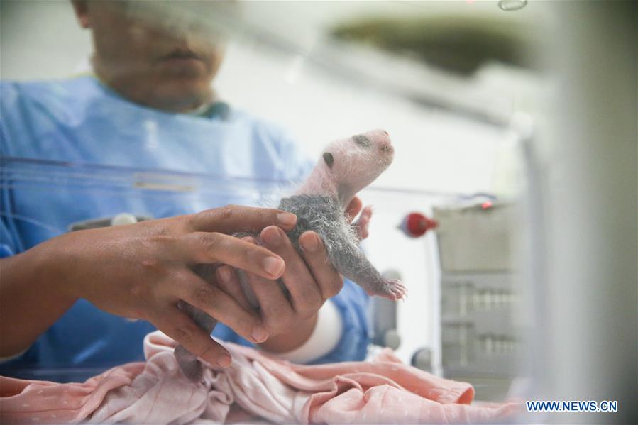 BELGIUM-BRUGELETTE-PANDA CUBS-MEDIA VIEW