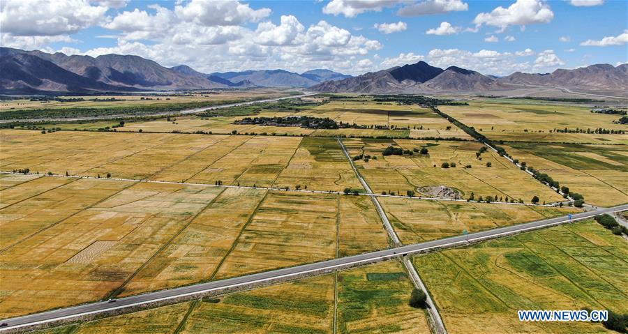 CHINA-TIBET-XIGAZE-HIGHLAND BARLEY-HARVEST (CN)