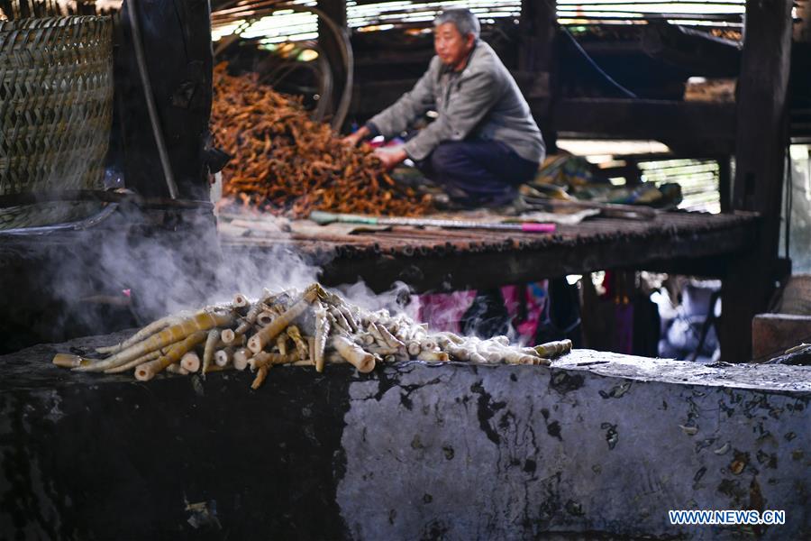 CHINA-CHONGQING-NANCHUAN-BAMBOO SHOOTS-COLLECTOR (CN)