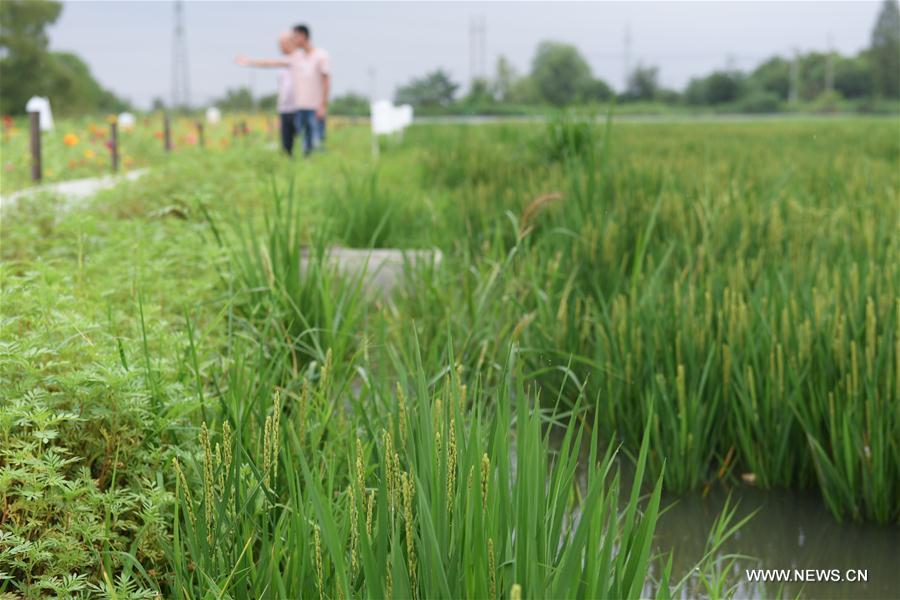 CHINA-ZHEJIANG-HUZHOU-ECO AGRICULTURE (CN)