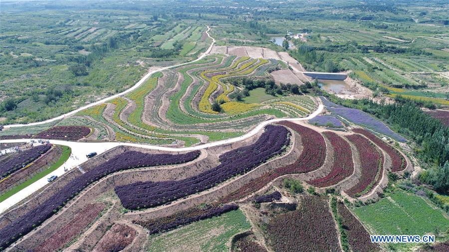 CHINA-HEBEI-NEIQIU COUNTY-CHINESE HERBAL MEDICINE PLANTING (CN)