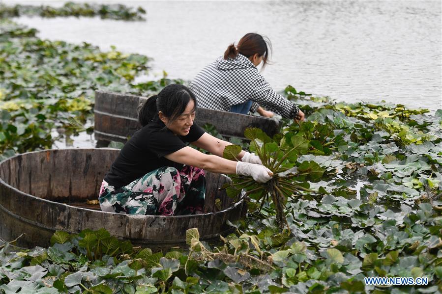 CHINA-ZHEJIANG-HUZHOU-WATER CHESTNUT-HARVEST (CN)