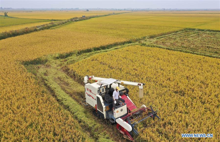 CHINA-JIANGXI-NANCHANG-HARVEST (CN)