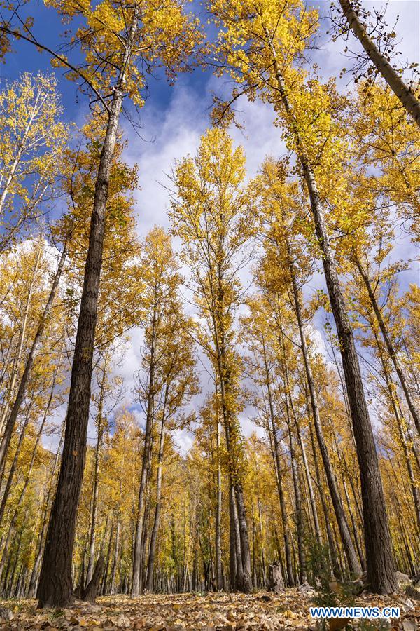 CHINA-TIBET-LHASA-AUTUMN SCENERY (CN)