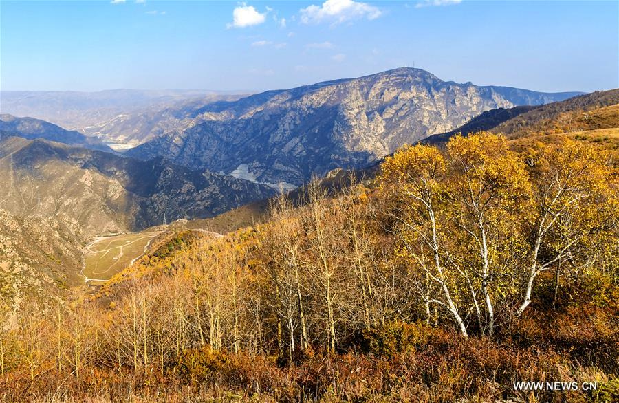 CHINA-INNER MONGOLIA-HOHHOT-AUTUMN SCENERY (CN)