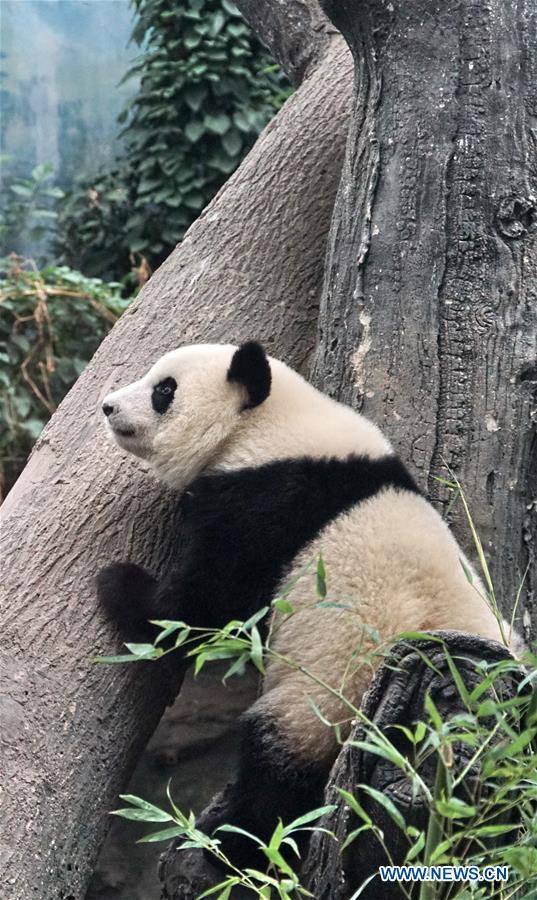 CHINA-BEIJING-ZOO-GIANT PANDA TWINS-DEBUT(CN)