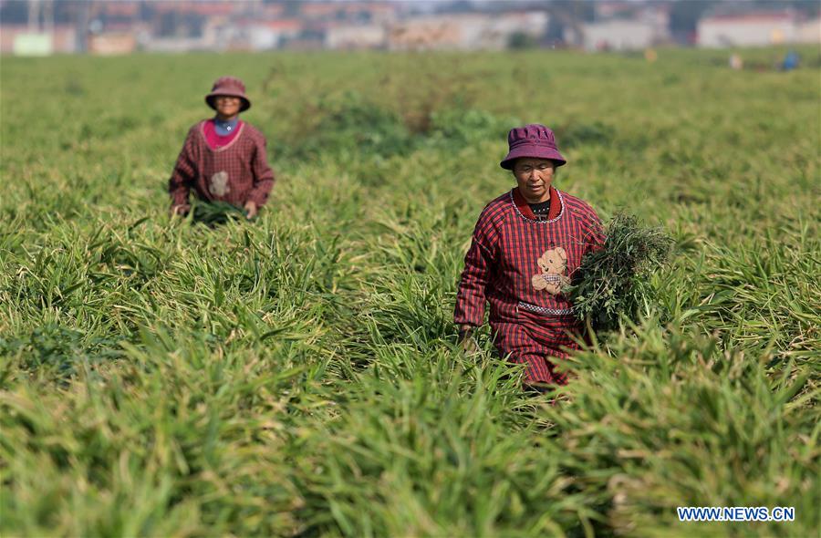 CHINA-HEBEI-AGRICULTURE-GINGER HARVEST (CN)