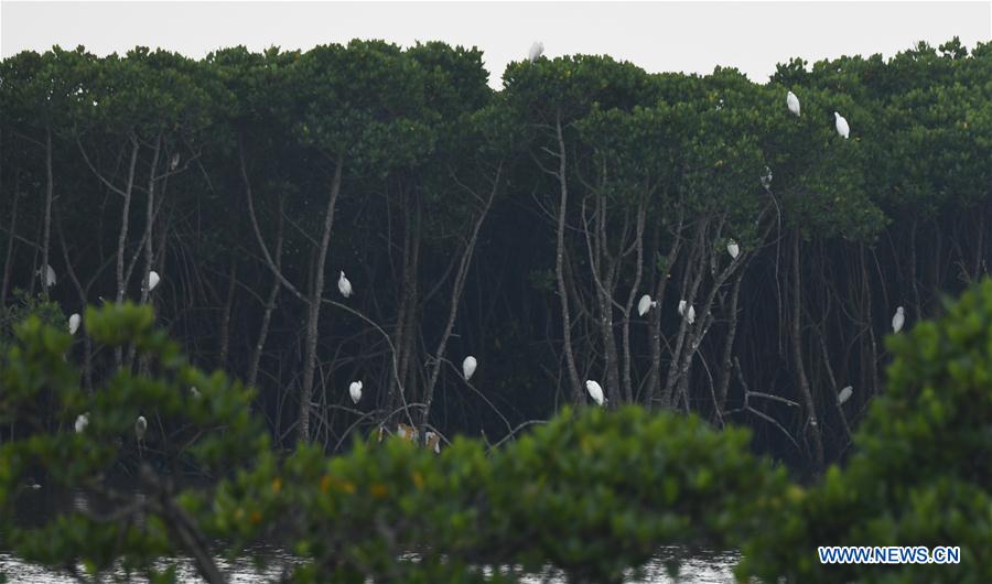 CHINA-HAINAN-MANGROVE-RESERVE (CN)