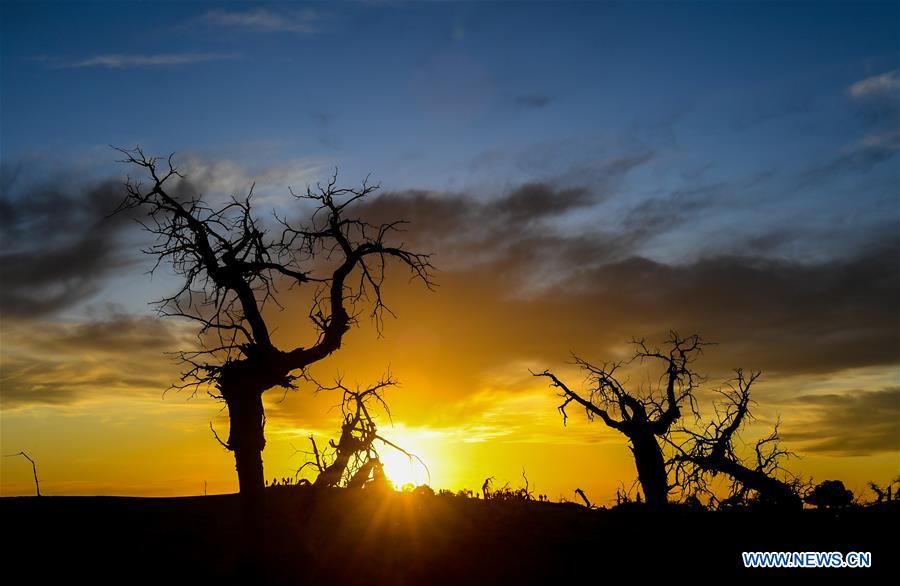 CHINA-INNER MONGOLIA-DESERT POPLAR TREES-SCENERY (CN)