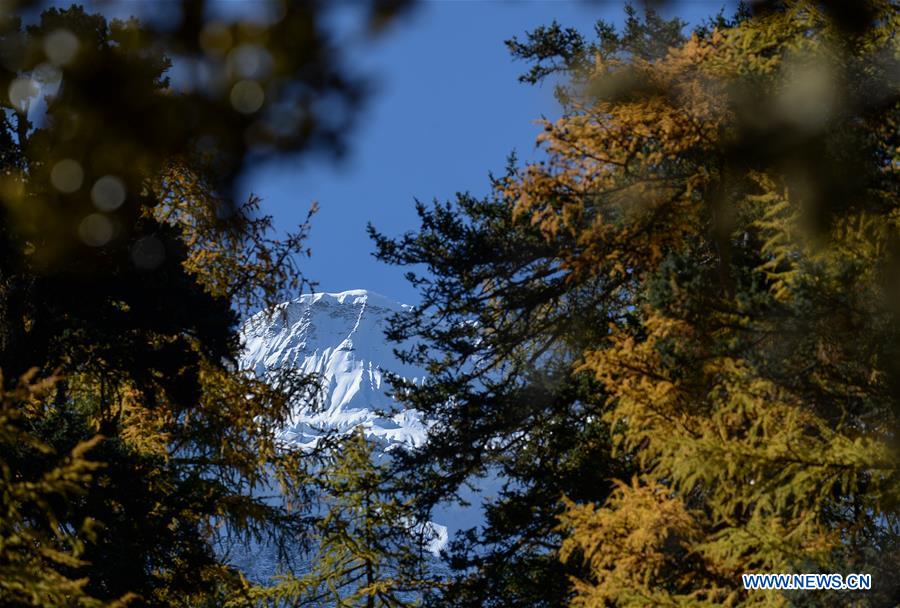 CHINA-SICHUAN-DAOCHENG- AUTUMN SCENERY (CN)