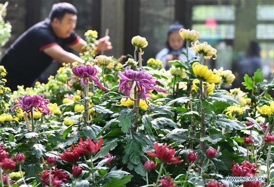 CHINA-SHANDONG-JINAN-CHRYSANTHEMUM (CN)