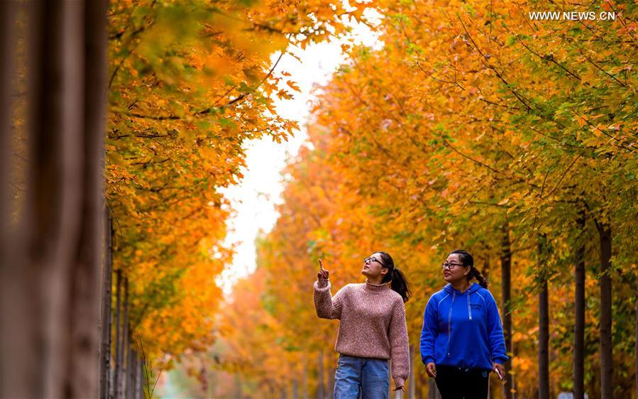 CHINA-HEBEI-HANDAN-MAPLE (CN)