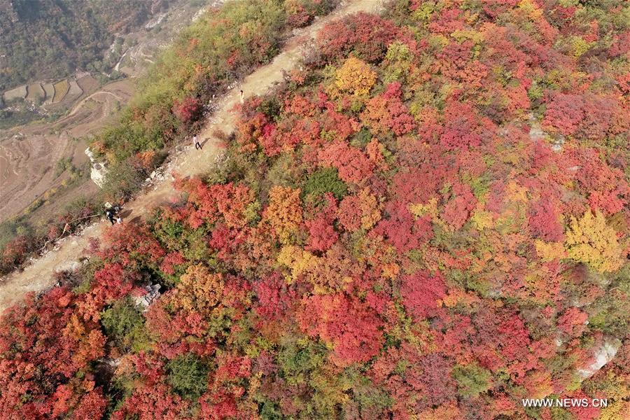 CHINA-HEBEI-SHAHE-AUTUMN SCENERY(CN)