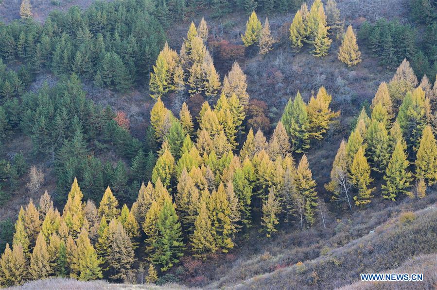 CHINA-INNER MONGOLIA-HORINGER COUNTY-AUTUMN SCENERY (CN)