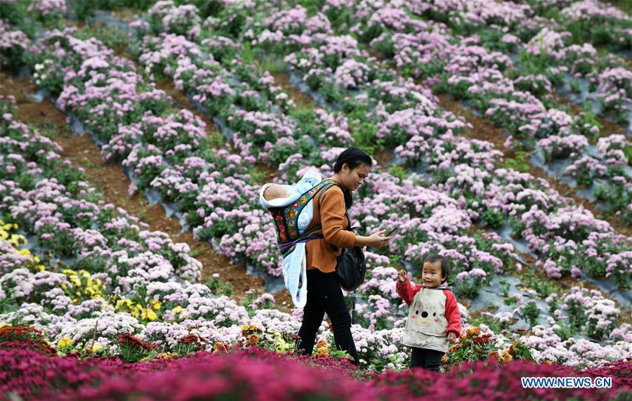 CHINA-GUIZHOU-QIANDONGNAN-CHRYSANTHEMUM (CN)