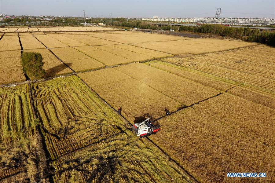 CHINA-SHANXI-TAIYUAN-PADDY FIELD-HARVEST (CN)