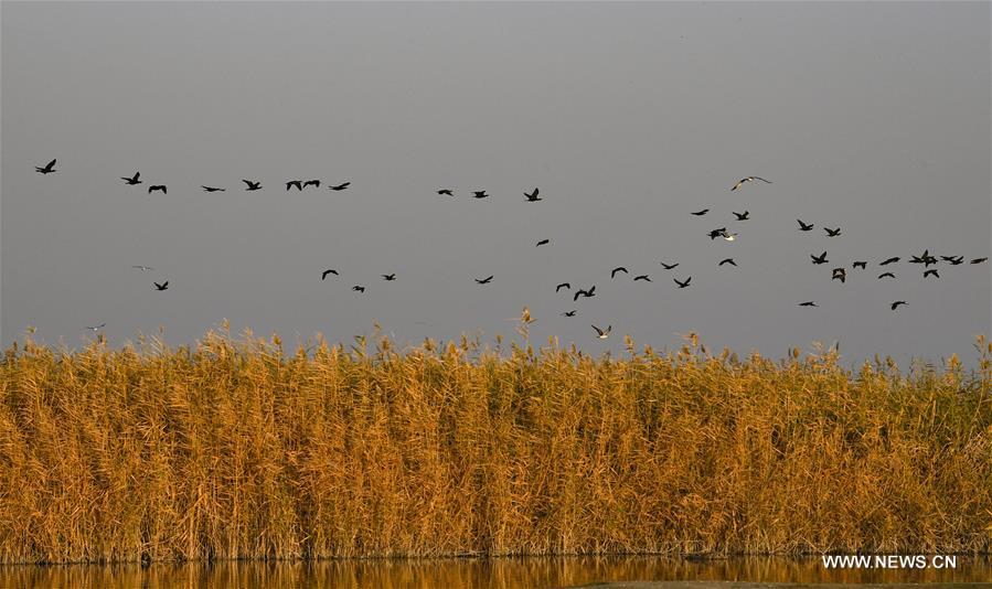 CHINA-NINGXIA-SHAHU LAKE-SCENERY (CN)