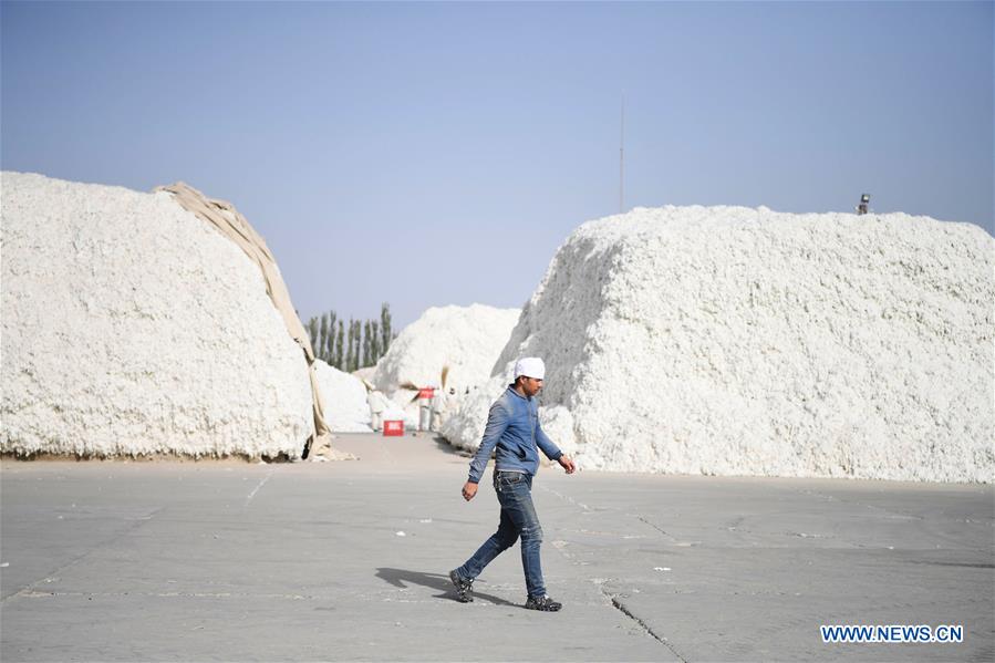 CHINA-XINJIANG-AWAT-AGRICULTURE-COTTON (CN)