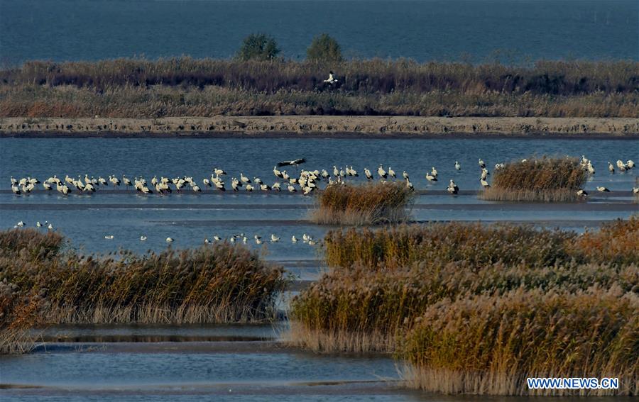 CHINA-HEBEI-WETLAND-ORIENTAL WHITE STORK (CN)