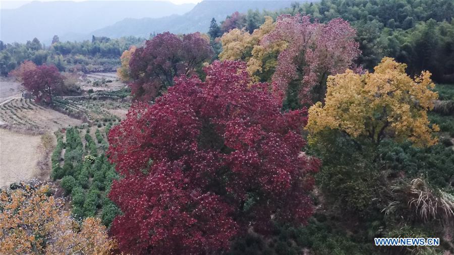 CHINA-ANHUI-TACHUAN-AUTUMN SCENERY (CN)