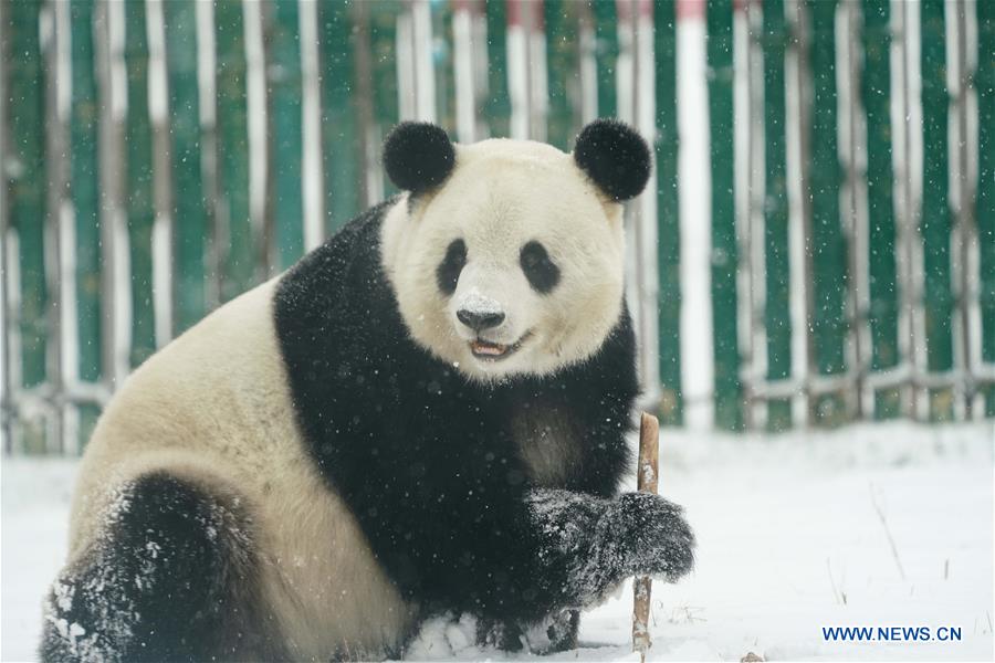 CHINA-HEILONGJIANG-SHANGZHI-SNOW-PANDA (CN)