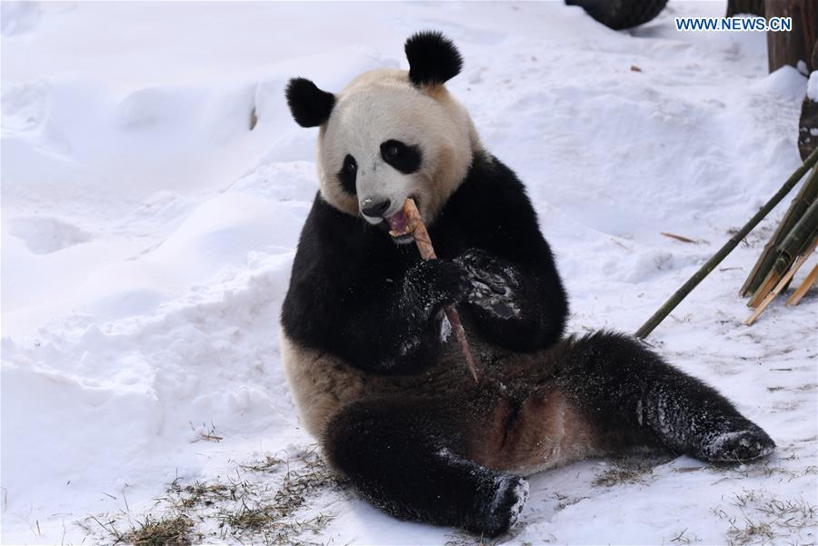 CHINA-JILIN-CHANGCHUN-GIANT PANDA-WINTER-ACTIVITY (CN)