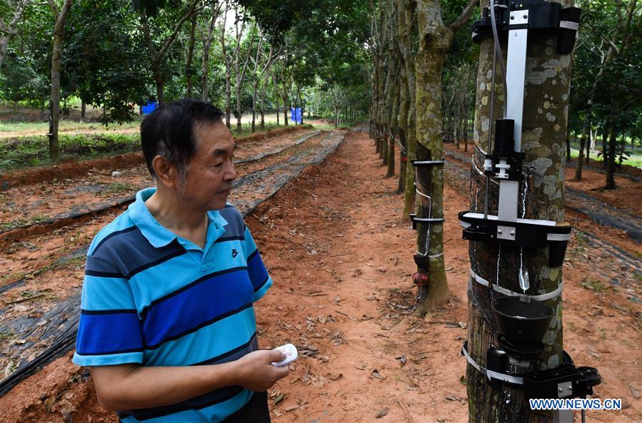 CHINA-HAINAN-RUBBER TAPPING ROBOT (CN)