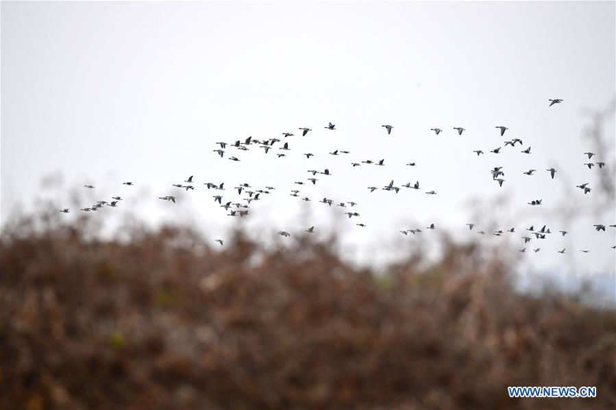 CHINA-HENAN-YELLOW RIVER-WETLAND-MIGRANT BIRD (CN)