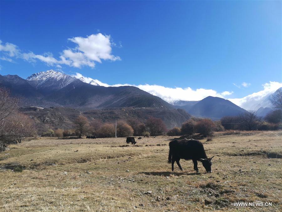 CHINA-TIBET-NYINGCHI-WINTER-SCENERY (CN)