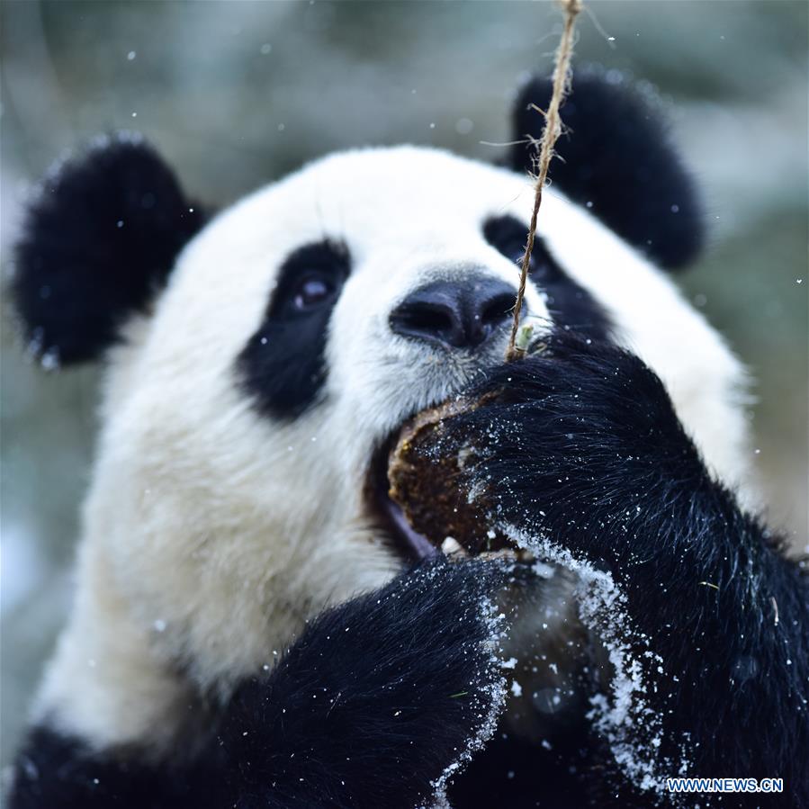 CHINA-QINGHAI-XINING-GIANT PANDA-SNOW (CN)