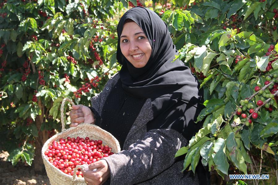 YEMEN-SANAA-COFFEE HARVEST