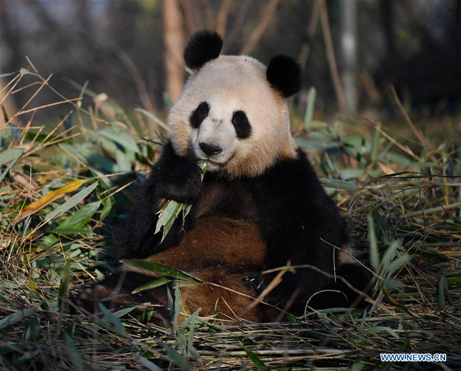 CHINA-XI'AN-QINLING-GIANT PANDA (CN)