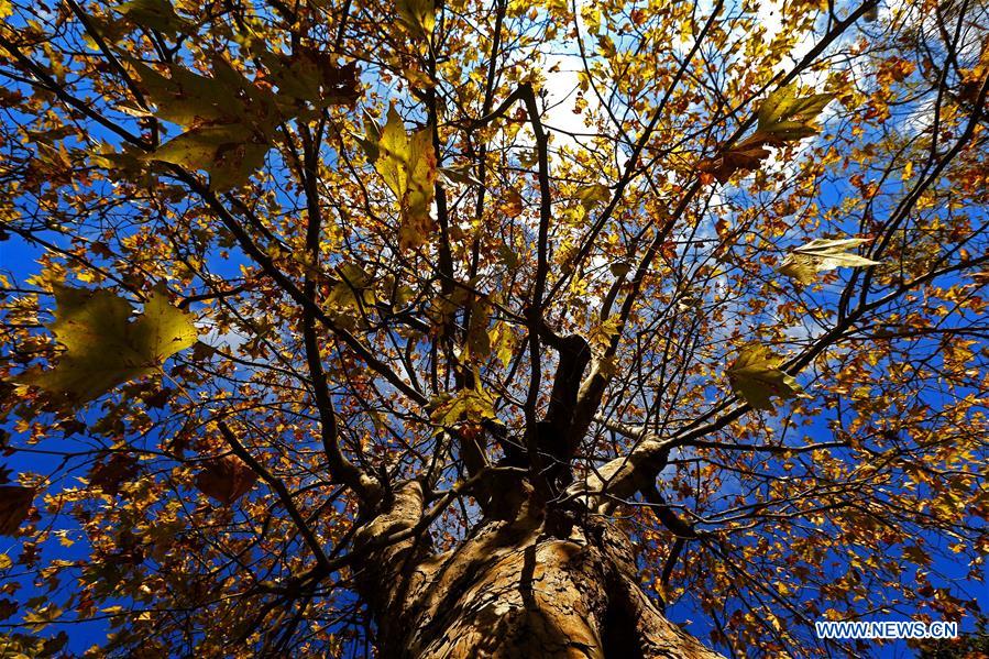 LEBANON-SAWFAR-AUTUMN SCENERY