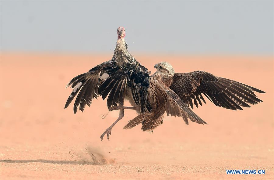 KUWAIT-JAHRA GOVERNORATE-FALCONS-HUNTING-SHOW