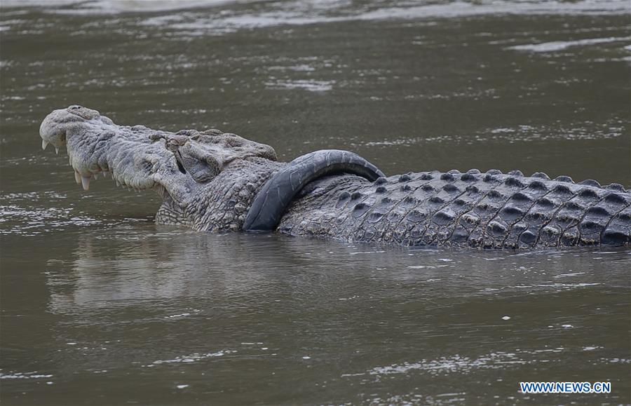 INDONESIA-PALU-SALTWATER CROCODILE-TYRE STUCK