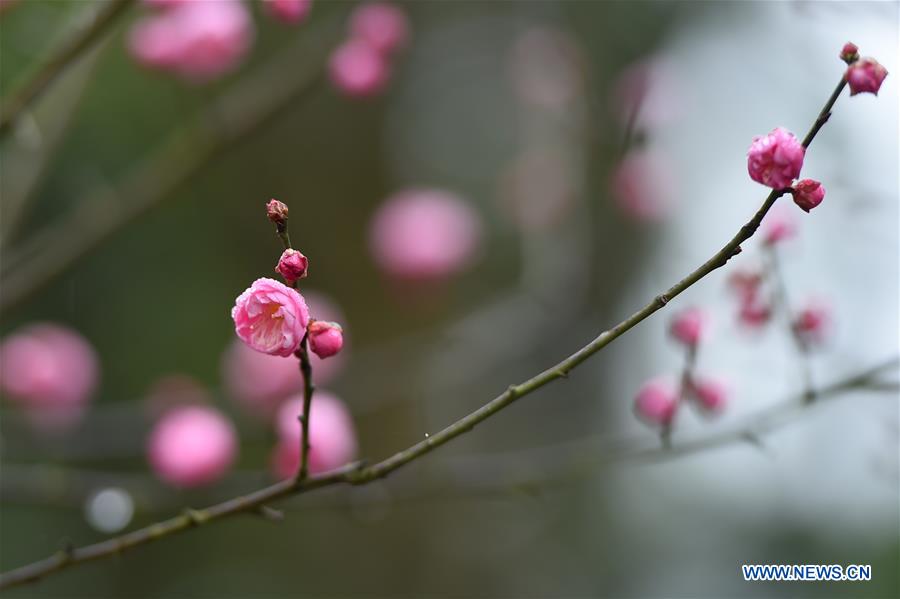 #CHINA-WINTERSWEET BLOSSOMS (CN)