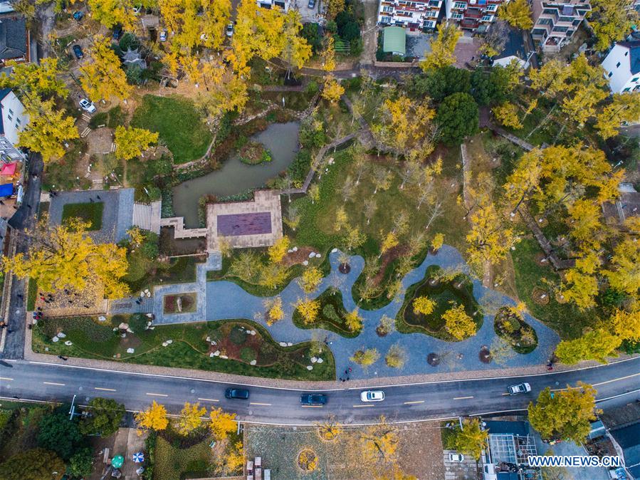 CHINA-ZHEJIANG-CHANGXING-GINKGO-SCENERY (CN) 