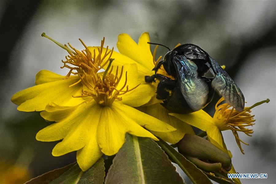 INDIA-KOLKATA-SPRING-FLOWERS