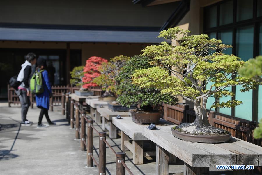 JAPAN-SAITAMA-BONSAI ART MUSEUM