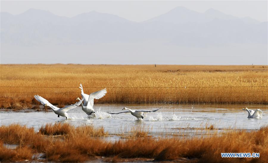 CHINA-GANSU-AKSAY-MIGRATORY BIRDS (CN)