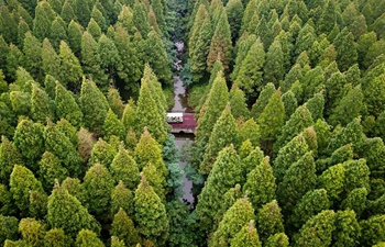 Scenery of forest park in east China's Jiangsu