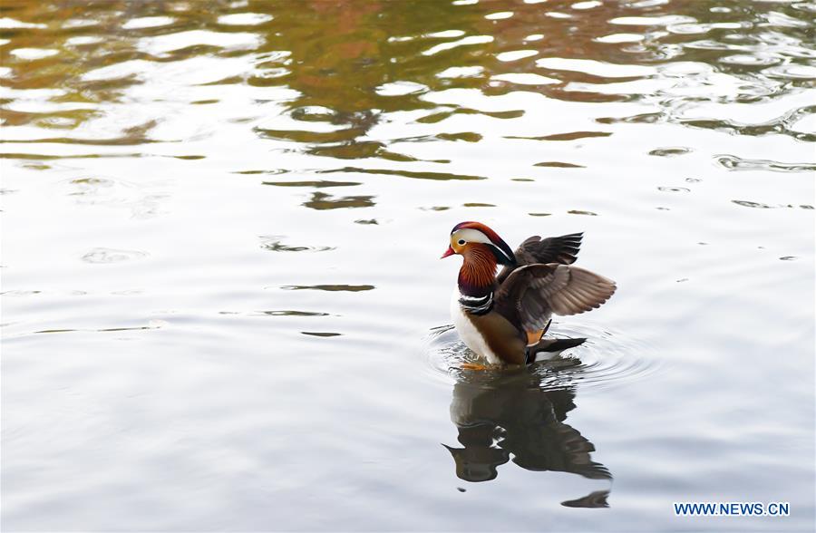 U.S.-NEW YORK-MANDARIN DUCK