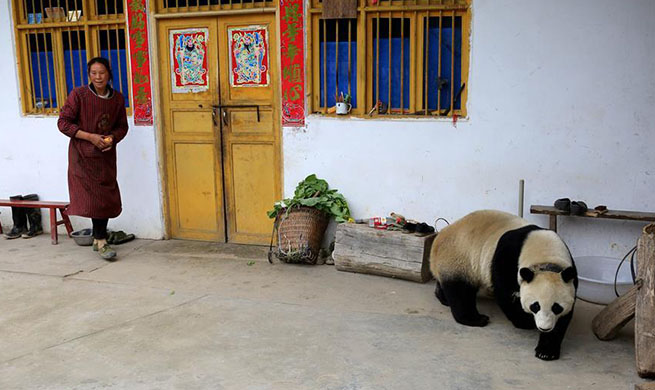 Giant panda roaming into village in Sichuan, SW China