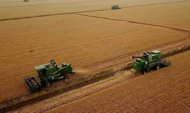 Wheat harvested in central China's Henan