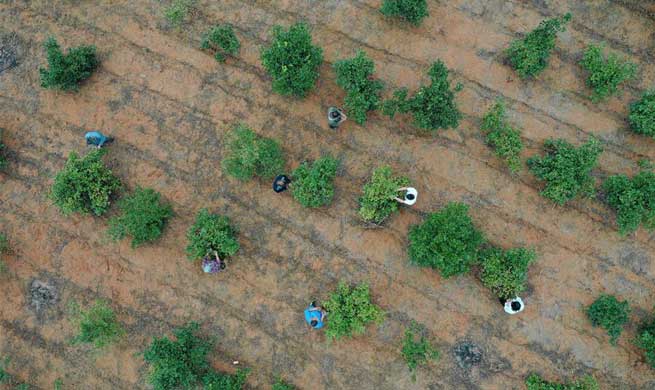 Planting of oil-tea camellia raises villagers' income in China's Guizhou