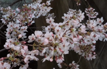 Cherry blossoms in full bloom across Tokyo